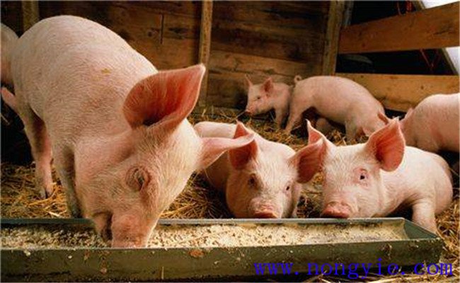 斷奶仔豬的飼料構成要求