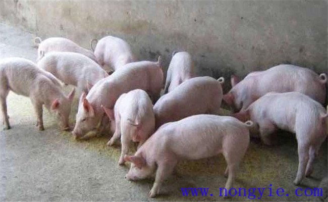 哺乳仔豬如何補(bǔ)飼，哺乳仔豬早期補(bǔ)飼技術(shù)要點(diǎn)