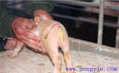 如何預(yù)防與治療仔豬紅痢、仔豬黃痢與仔豬白痢