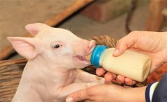 初生仔豬要早吃初乳，為什么要給仔豬固定奶頭