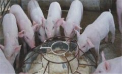 仔豬斷奶應(yīng)激如何預(yù)防，絕食仔豬怎樣進(jìn)行挽救
