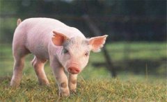 怎樣增加有益微生物菌群、保護(hù)仔豬腸道