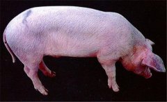豬藍(lán)耳病有哪些癥狀 高致病性藍(lán)耳病傳染人嗎？