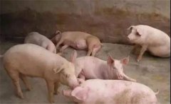 豬喘氣病的預(yù)防措施，豬喘氣病的疫苗免疫問題