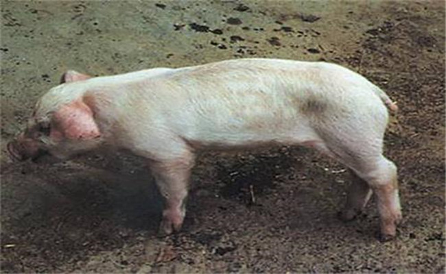 豬副嗜血桿菌病的臨床癥狀、診斷與治療方法