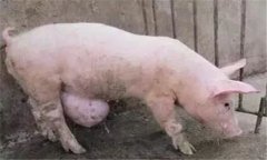 臍疝的類型與癥狀，豬發(fā)生臍疝怎么辦？