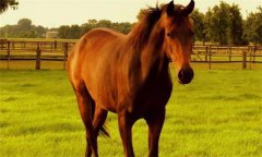 馬、驢、騾子的區(qū)別