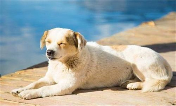 怎樣養(yǎng)好老齡犬，養(yǎng)殖老齡犬應(yīng)注意哪些問題