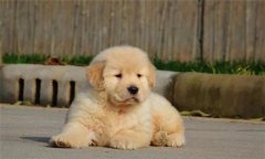 個人家庭購犬應注意哪些問題？