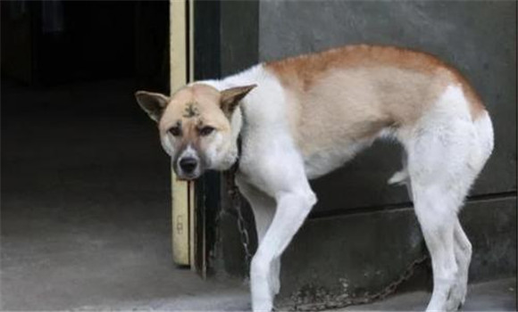 狗都怕什么？犬在什么情況下會(huì)表現(xiàn)出恐懼感