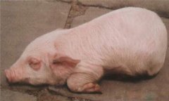 豬水腫、鏈球菌、偽狂犬的鑒別診斷及防治方法
