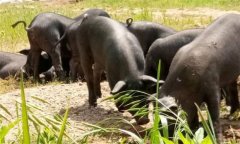 為什么豬、牛食用新鮮玉米苗等會(huì)發(fā)生中毒死亡