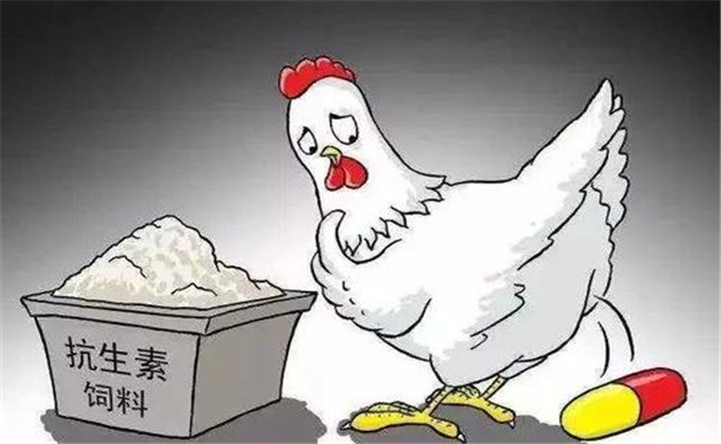 怎樣在飼料中添加抗生素？使用抗生素注意事項