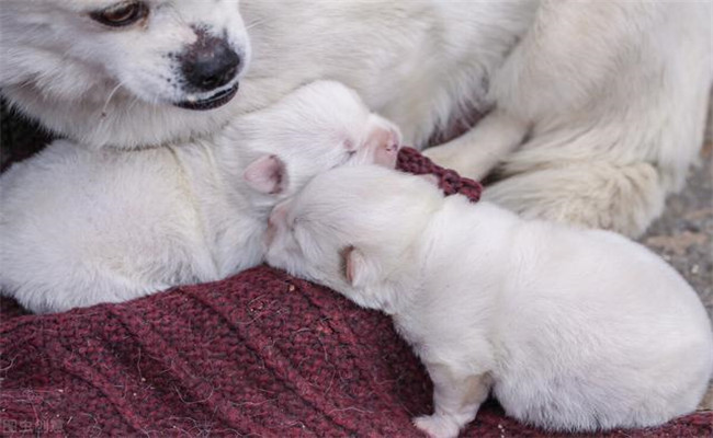 怎樣照料剛買來的幼犬、讓幼犬盡快熟悉新環(huán)境