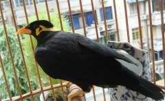 養(yǎng)鳥要注意什么？介紹鳥的衛(wèi)生要求及四季管理