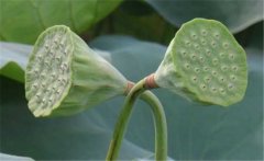 蓮蓬是荷花的什么部分，蓮蓬什么季節(jié)成熟