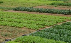 春季大白菜如何種植？大白菜種植技術(shù)！