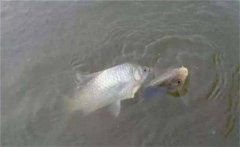 鯽魚生活在哪個(gè)水層，鯽魚最大能長(zhǎng)多少斤