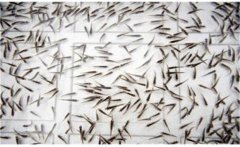 鯽魚是怎么繁殖的？鯽魚的發(fā)育過程簡(jiǎn)介