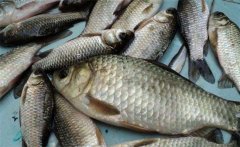 鯽魚是淡水魚還是海魚？鯽魚主要品種簡(jiǎn)介