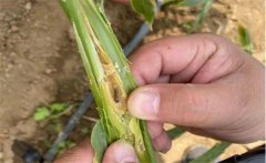 生姜種植如何防治姜薊馬？姜薊馬用什么藥？