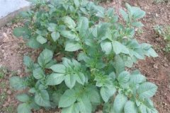 土豆秧用不用打尖和打叉，開花后施什么肥料？