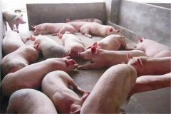 育肥豬不吃食是什么原因，豬不吃食怎么辦？