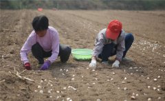 大蒜什么時(shí)間種植，如何掌握大蒜種植深度？