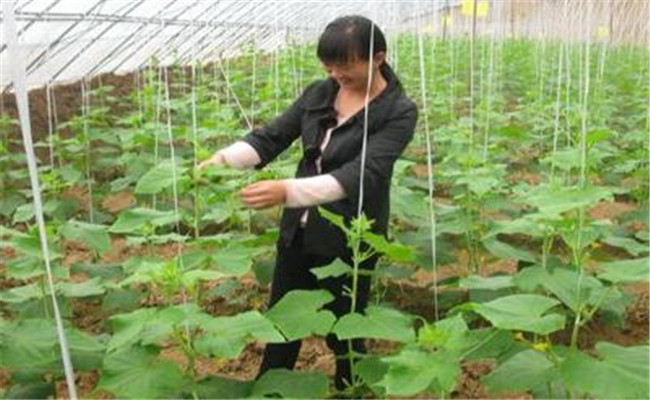 黃瓜怎么整枝打叉才能高產