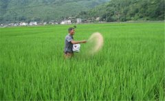 水稻生產(chǎn)為什么要多施鉀肥，水稻怎么施用鉀肥