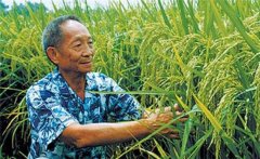 雜交水稻是哪兩種水稻雜交的 可以自己留種嗎？