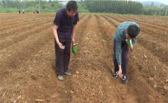 豇豆苗期如何管理？如何確定豇豆的移栽苗齡？