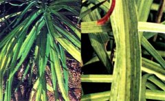 黃花菜病毒病危害癥狀！如何防治黃花菜病毒病