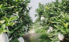 蓮霧種植為什么要套袋？蓮霧的套袋方法是什么