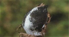 棉花如何預(yù)防棉鈴黑果??？棉鈴黑果病防治措施