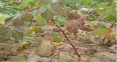棉花莖枯病的發(fā)病癥狀！棉花莖枯病防治農(nóng)藥！