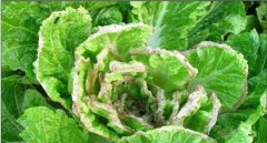 大白菜爛心是怎樣回事 大白菜已爛心還能吃嗎？