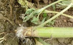 如何預(yù)防向日葵細(xì)菌性莖腐病，用什么藥防治？