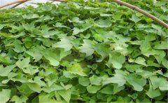 甘薯的原產(chǎn)地是哪里？甘薯和紅薯有什么區(qū)別？
