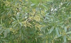 杜英是常綠還是落葉、杜英是喬木還是灌木