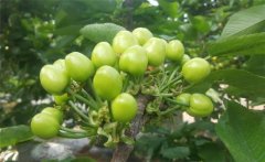 櫻桃膨果期是什么時候，櫻桃膨果期管理要點(diǎn)