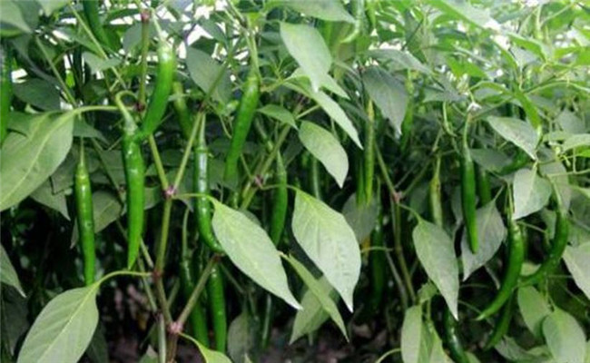 辣椒盛果重高鉀，花多豐產(chǎn)滿地紅