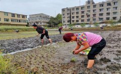 記住西瓜種植的訣竅，可讓西瓜大圓甜掉牙！