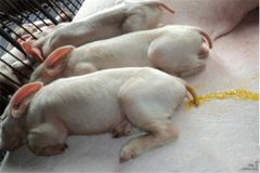豬吐食拉稀是怎么回事、怎么治、用什么藥治療