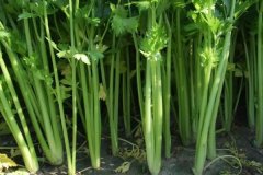 芹菜什么時間播種，種植芹菜用什么肥料合適