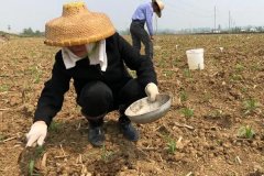 種植玉米怎么施底肥好，玉米為什么會(huì)長(zhǎng)杈子