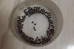 蠶卵孵化需要噴水嗎？蠶卵孵化需要什么條件