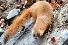 黃鼠狼會吃雞嗎？黃鼠狼是保護動物嗎？