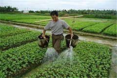 施用沖施肥的優(yōu)點，怎樣沖施肥料不浪費？
