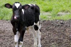 如何預(yù)防新生牛犢拉稀、牛犢拉稀用什么藥用藥